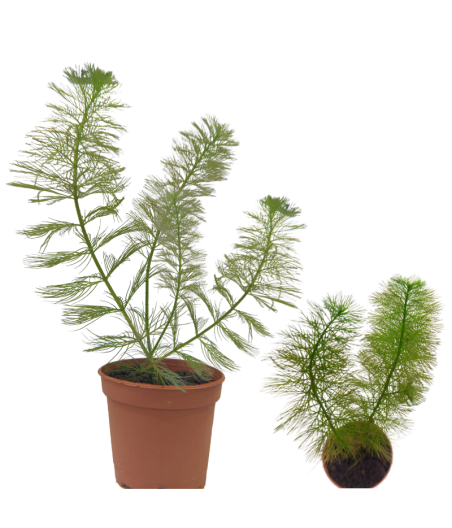 Planta Acuatica Myriuphillum heterophillum