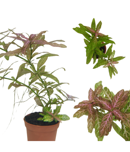 Planta Acuatica Polisperma rosanervig