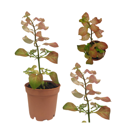 Planta Acuatica Ludwigia Atlantis Orange Dark