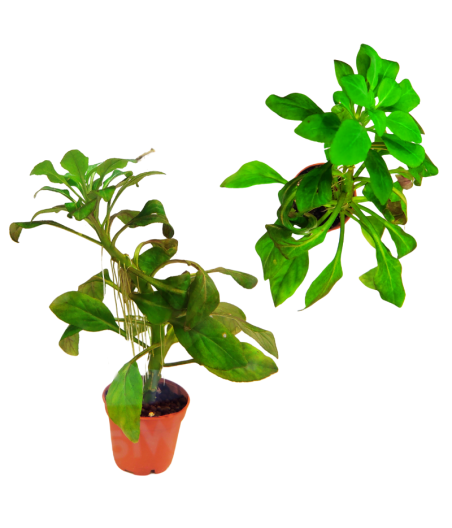 Planta Acuatica Lobelia Cardinalis