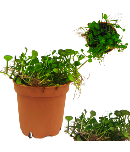 Planta Acuática MARSILEA HIRSUTAM