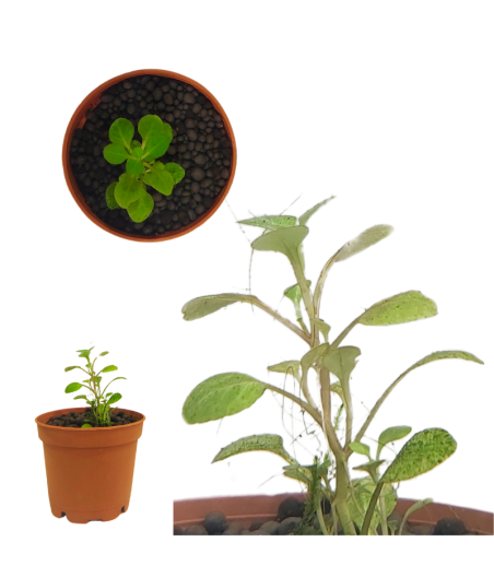 Planta Acuatica Lobelia Cardinalis Minis