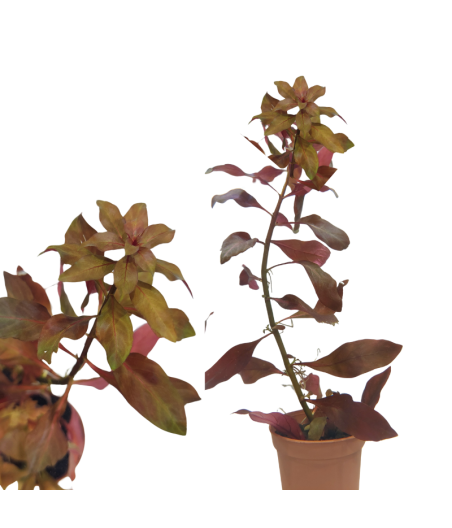 Planta Acuática Ludwigia Repens