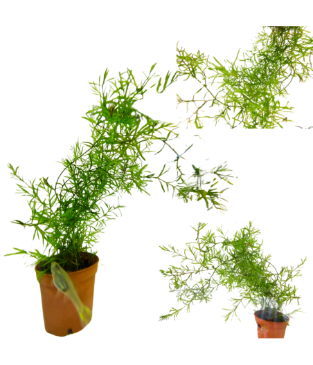 Planta Acuática Najas Guadalupensis