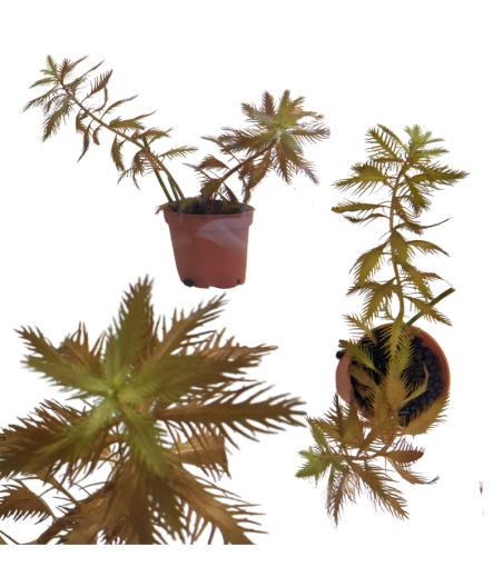 Planta Acuatica Proserpinaca Palustris