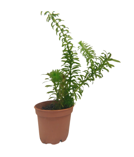 Planta Acuática Elodea