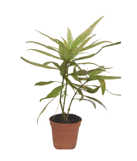 Planta Acuática Cerezo