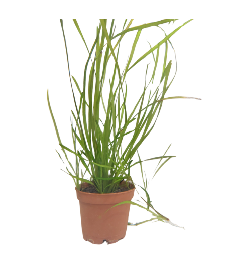 Planta Acuática Vallisneria