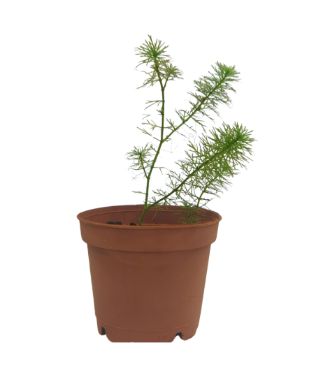 Planta Acuática Myriuphillum Guyana